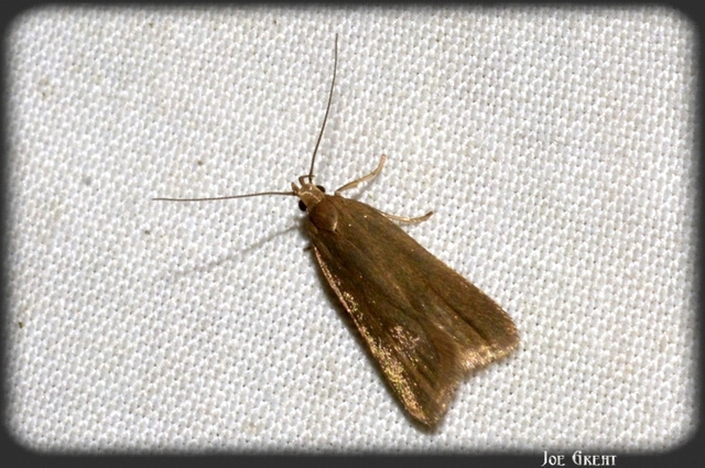 Acompsia cinerella - szürke sarlósmoly