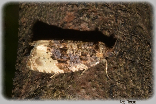 Tortricidae - sodrómolyfélék