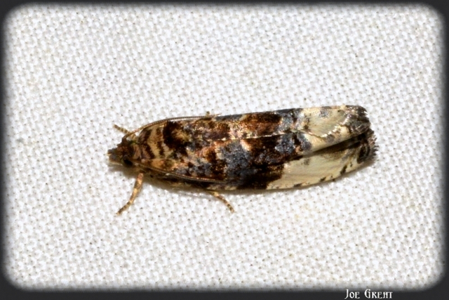 Tortricidae - sodrómolyfélék