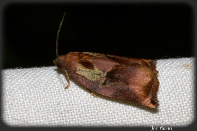 Archips podana - dudvarágó sodrómoly