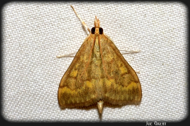 Ostrinia nubilalis - kukoricamoly
