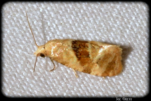 Tortricidae - sodrómolyfélék