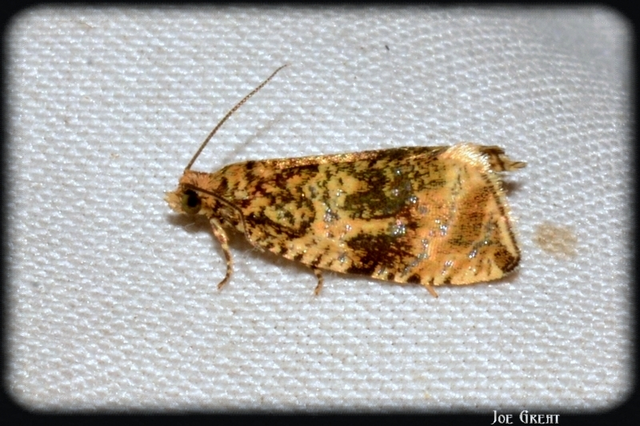 Celypha lacunana - vízparti tükrösmoly