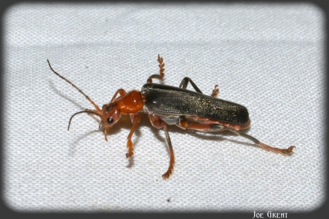 Cantharis livida - mezei lágybogár