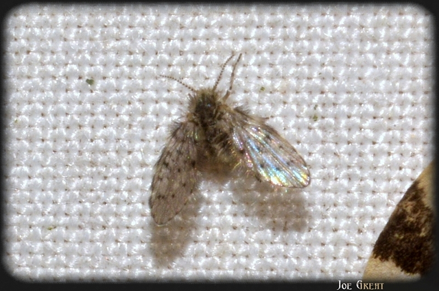 Diptera - Kétszárnyúak