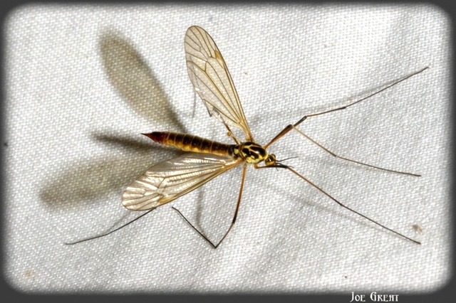 Diptera - Kétszárnyúak