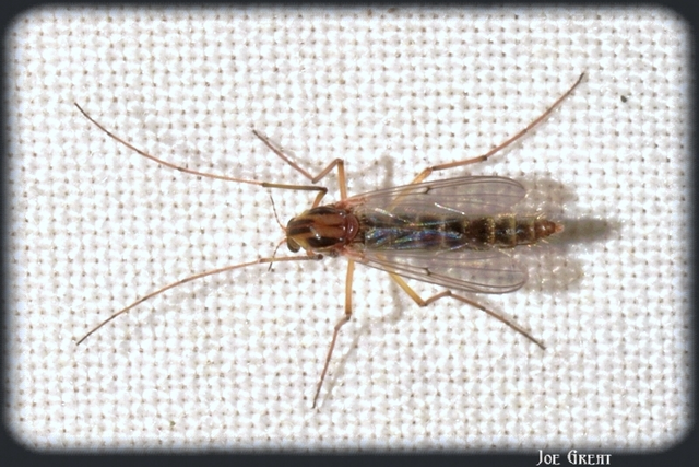 Diptera - Kétszárnyúak