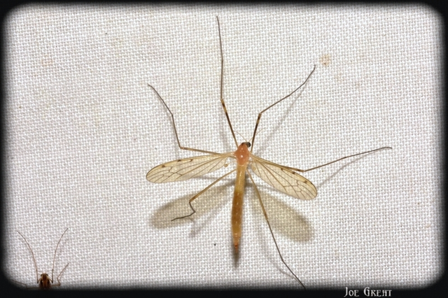 Diptera - Kétszárnyúak
