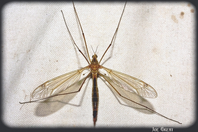 Diptera - Kétszárnyúak