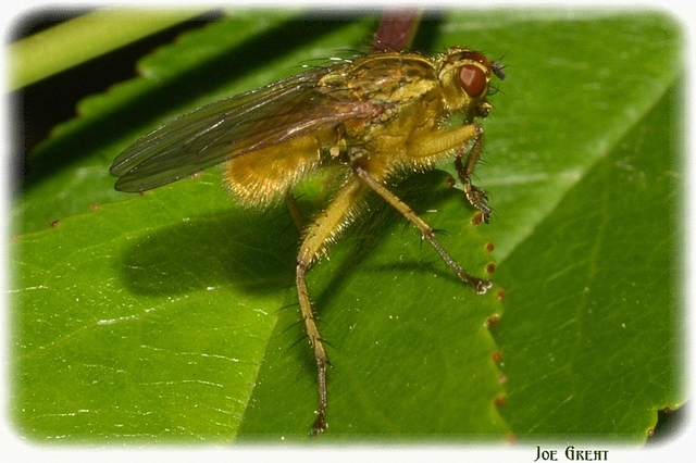 Diptera - Kétszárnyúak