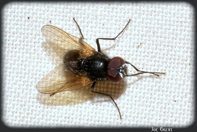 Diptera - Kétszárnyúak