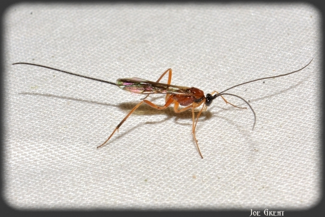 Hymenoptera - Hártyásszárnyúak