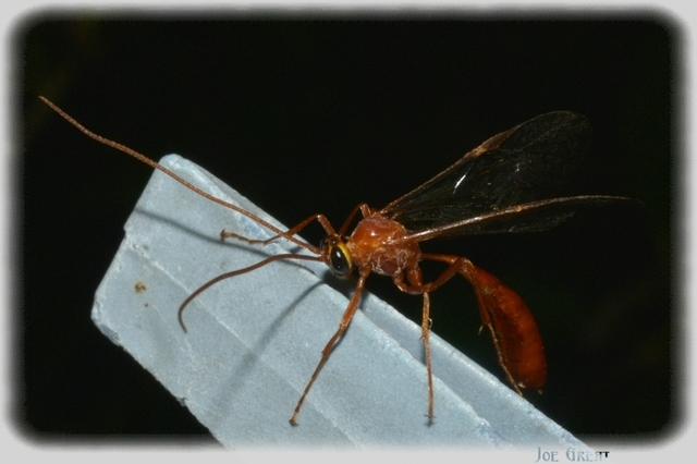 Hymenoptera - Hártyásszárnyúak