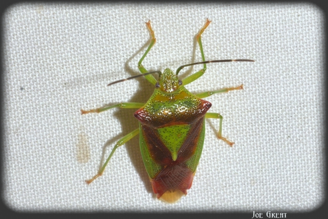 Acanthosoma haemorrhoidale - nagy dajkapoloska Acanthosoma haemorrhoidale - nagy dajkapoloska