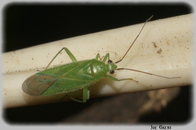 Miridae - mezeipoloskák
