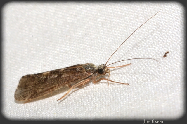 Trichoptera - Tegzesek