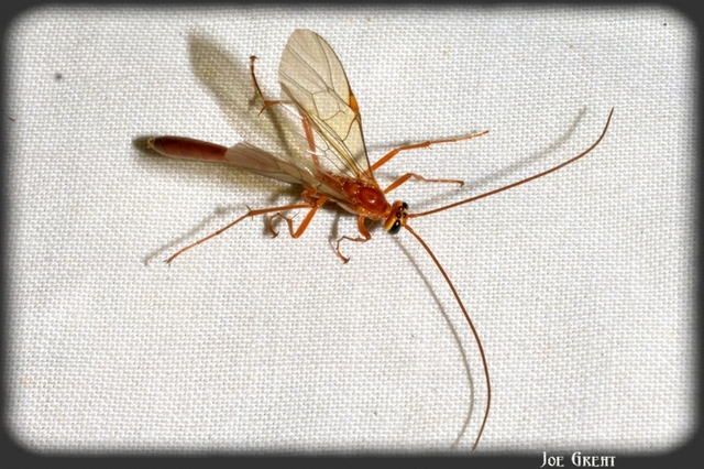 Hymenoptera - Hártyásszárnyúak