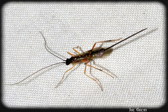 Hymenoptera - Hártyásszárnyúak