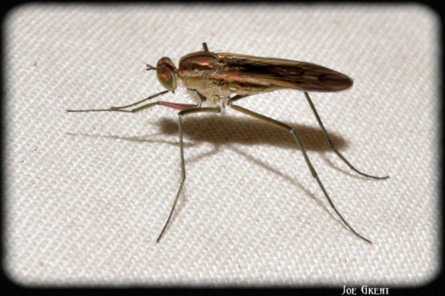 Diptera - Kétszárnyúak