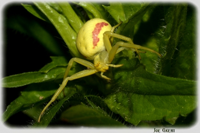 Araneae - Pókok