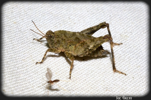 Tetrix tenuicornis - vékonycsápú tövishátúsáska