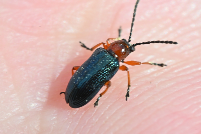 Oulema melanopus/duftschmidi
