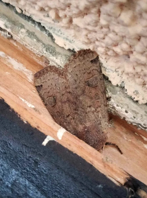 Conistra erythrocephala - vörösfejű őszibagoly