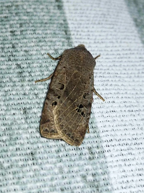 Conistra rubiginosa - szürke télibagoly