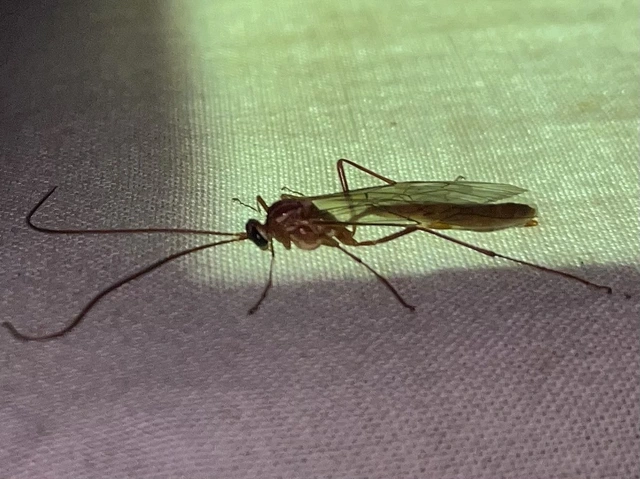 Ophion obscuratus