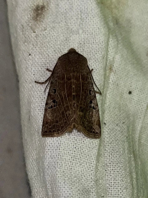 Conistra rubiginosa - szürke télibagoly