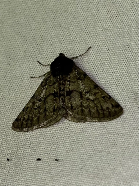 Apocheima pilosaria - zöldes tavasziaraszoló