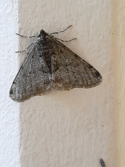 Apocheima pilosaria - zöldes tavasziaraszoló