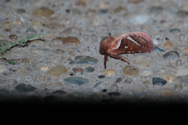 Triodia sylvina - kis gyökérrágólepke