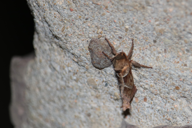 Triodia sylvina - kis gyökérrágólepke