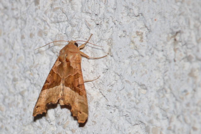 Phlogophora meticulosa - vándorló csipkésbagoly