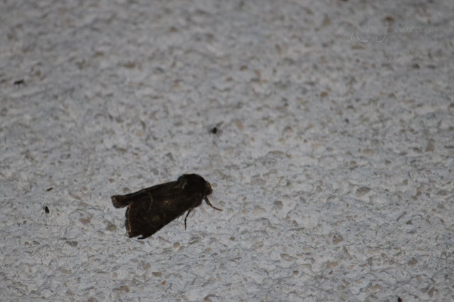 Thalpophila matura - fakó erdeibagoly