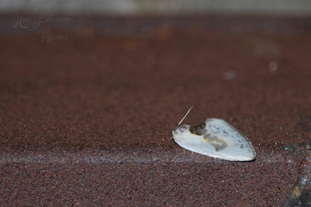 Cilix glaucata - törpe sarlósszövő