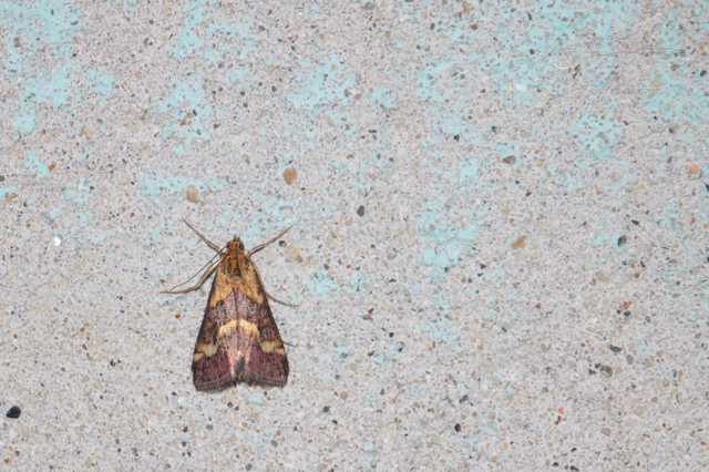 Pyrausta