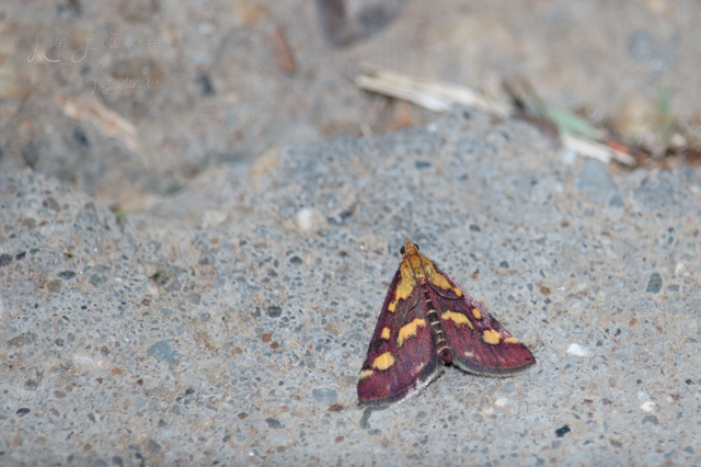 Pyrausta purpuralis - közönséges bíbormoly