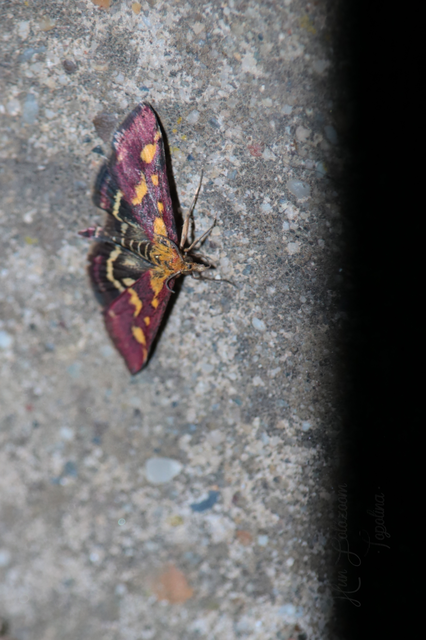 Pyrausta purpuralis - közönséges bíbormoly