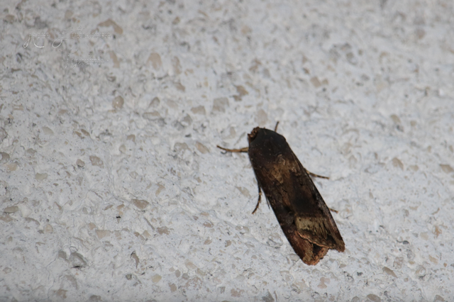 Agrotis ipsilon - nagy földibagoly