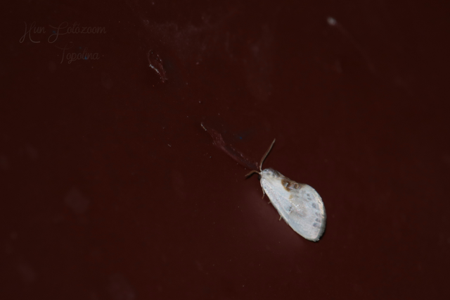 Cilix glaucata - törpe sarlósszövő