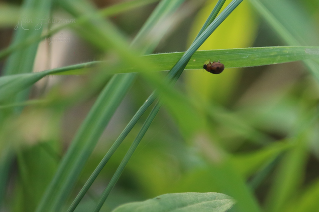 Cynegetis impunctata - pázsitfűböde