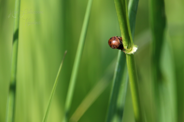 Cynegetis impunctata - pázsitfűböde
