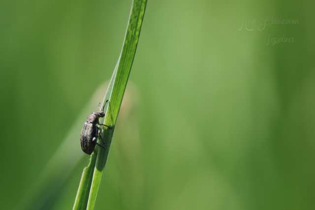 Phyllobius pyri - gyümölcsfa-levélormányos