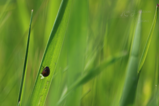 Cynegetis impunctata - pázsitfűböde