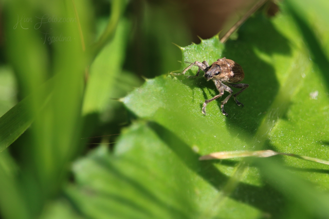 Tanymecus palliatus - közönséges hegyesfarúbarkó