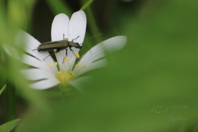Oedemera
