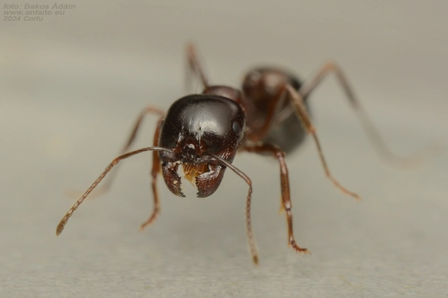 Messor wasmanni