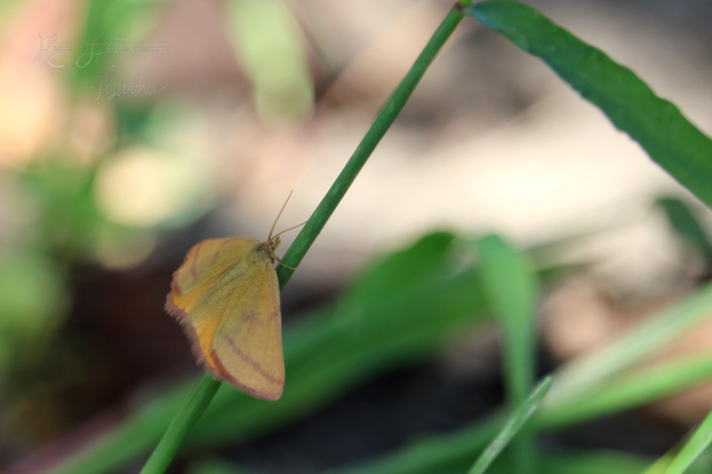 Lythria purpuraria - bíborsávos araszoló